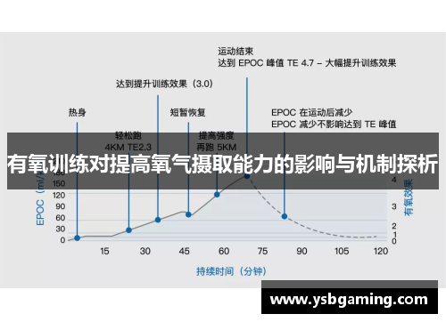 有氧训练对提高氧气摄取能力的影响与机制探析