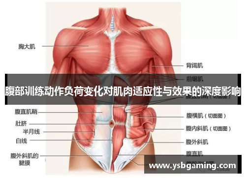 腹部训练动作负荷变化对肌肉适应性与效果的深度影响